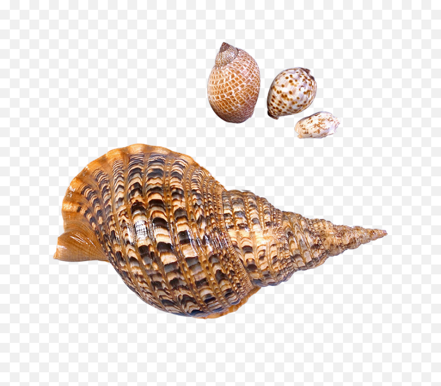 Seashell Png Images Free Download - Sea Snail Png,Shell Png