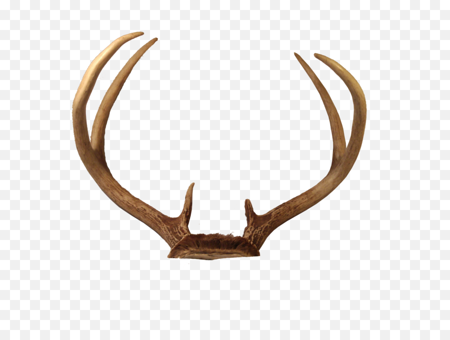 Download Free Png Deer Head Photos - Dlpngcom Antler Png,Deer Head Png