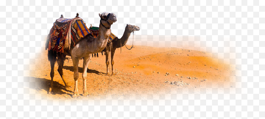 Download Camel Png Clipart - Camel Desert Png,Camel Png