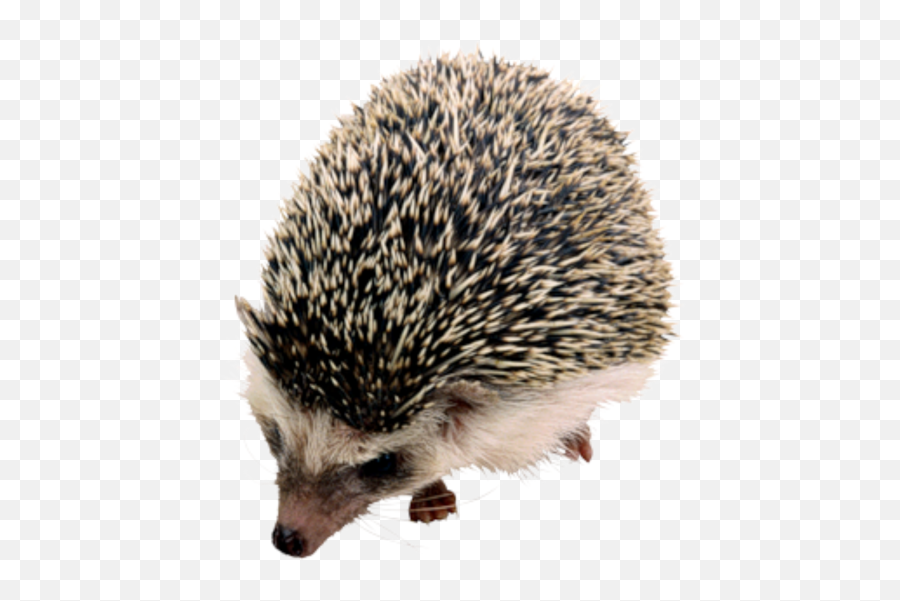 Png Transparent Background Image Hedgehog