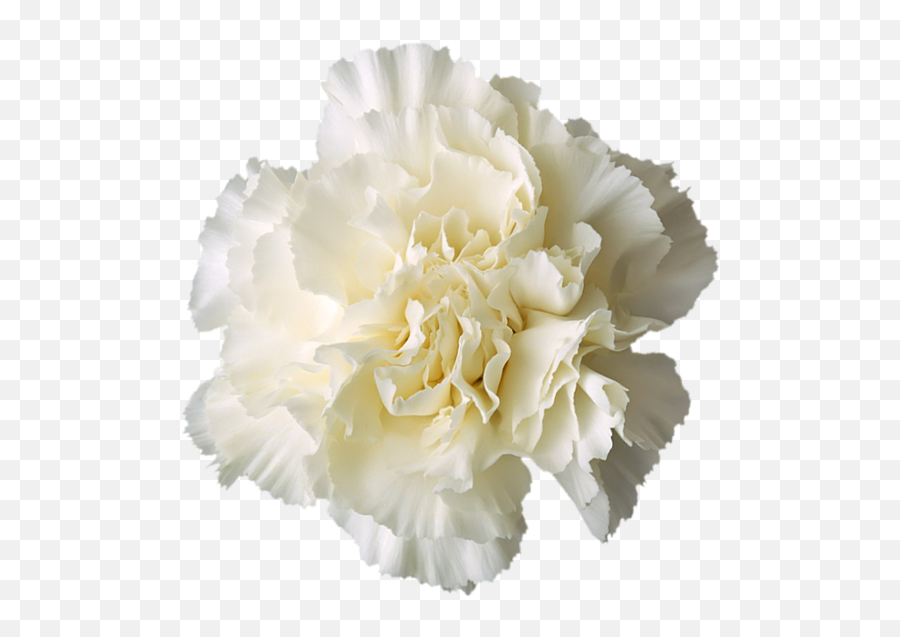 Carnation Boutonni Re White - Flower Png Download 600581 Transparent Background White Flower Transparent,White Flowers Png