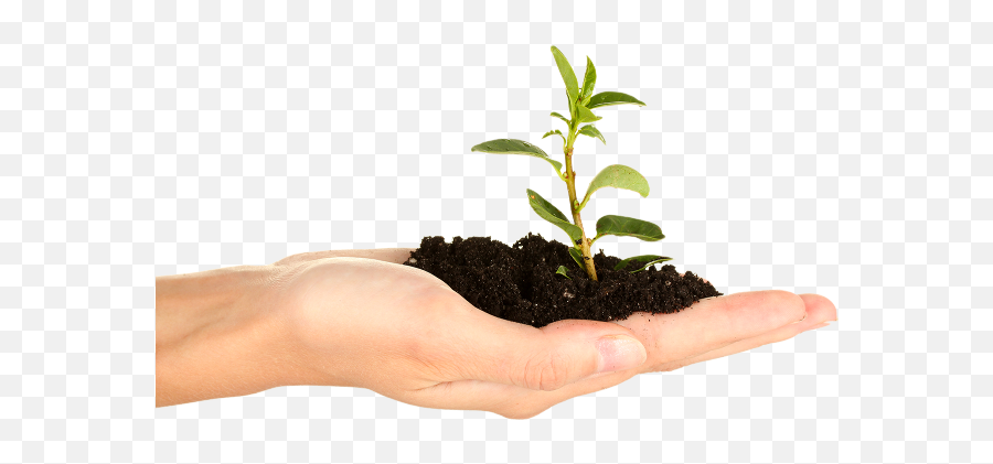 Soil In Hand Png - Plant Hand Png,Plant Transparent