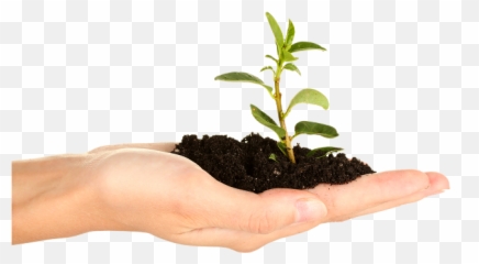 Soil In Hand Png - Plant Hand Png