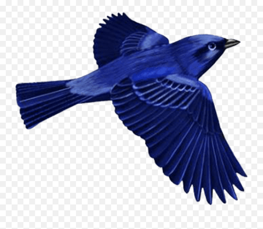 Download Hd Dark Blue Bird - Blue Bird Png,Blue Bird Png