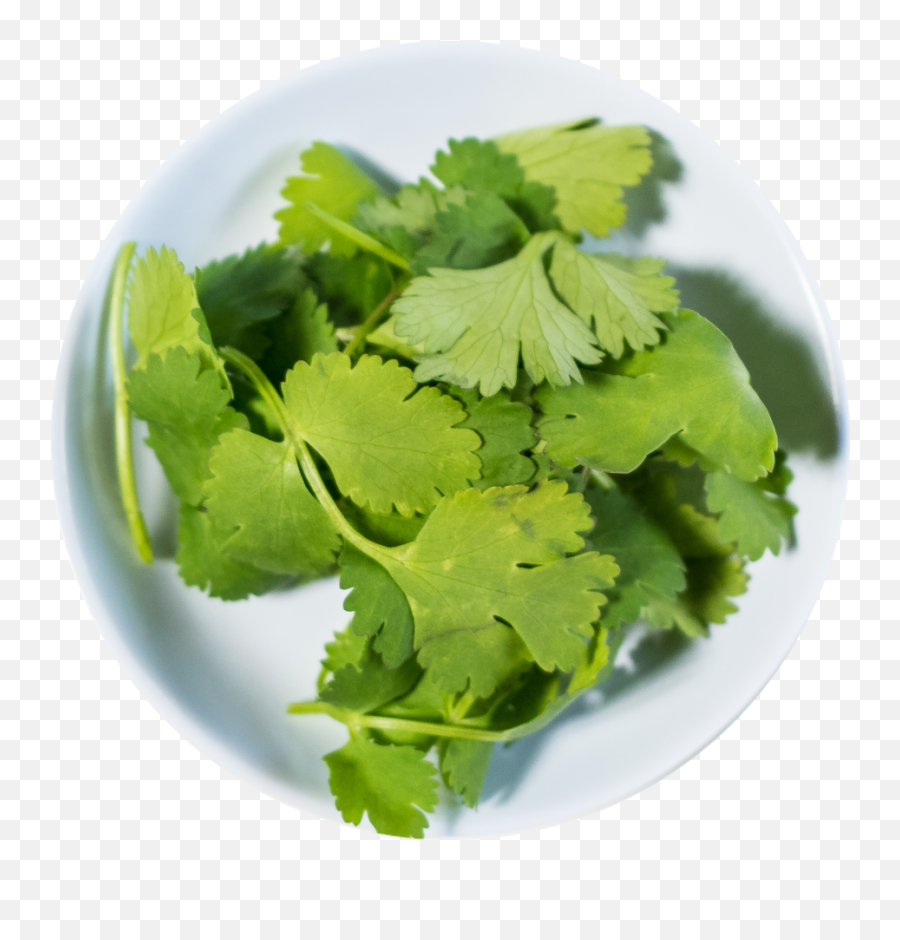 Cilantro - Parsley Png,Cilantro Png