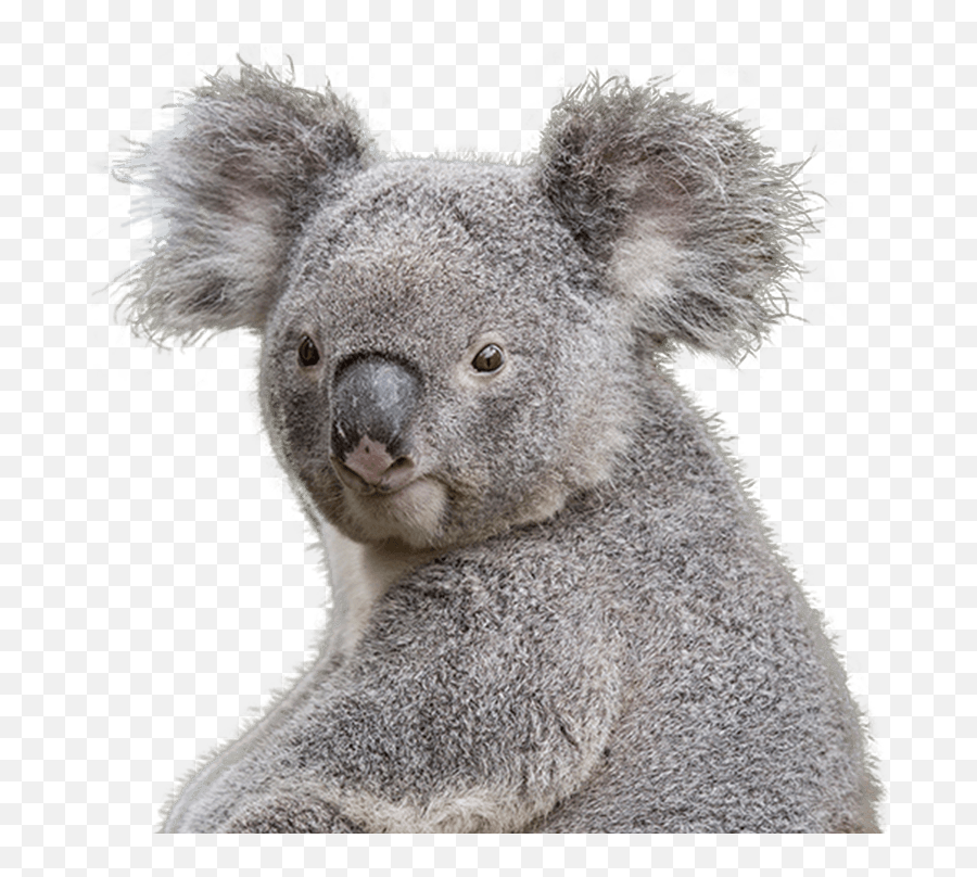 Koala Face Free Png Transparent Photo - Koala Bear Transparent Background,Koala Transparent