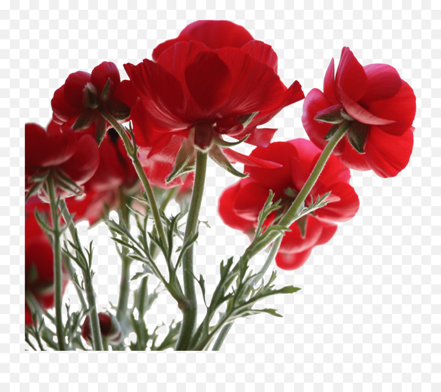 What Flowers Should I Buy For A Funeral Provenzano Lanza - Flowers View Png,Funeral Flowers Png