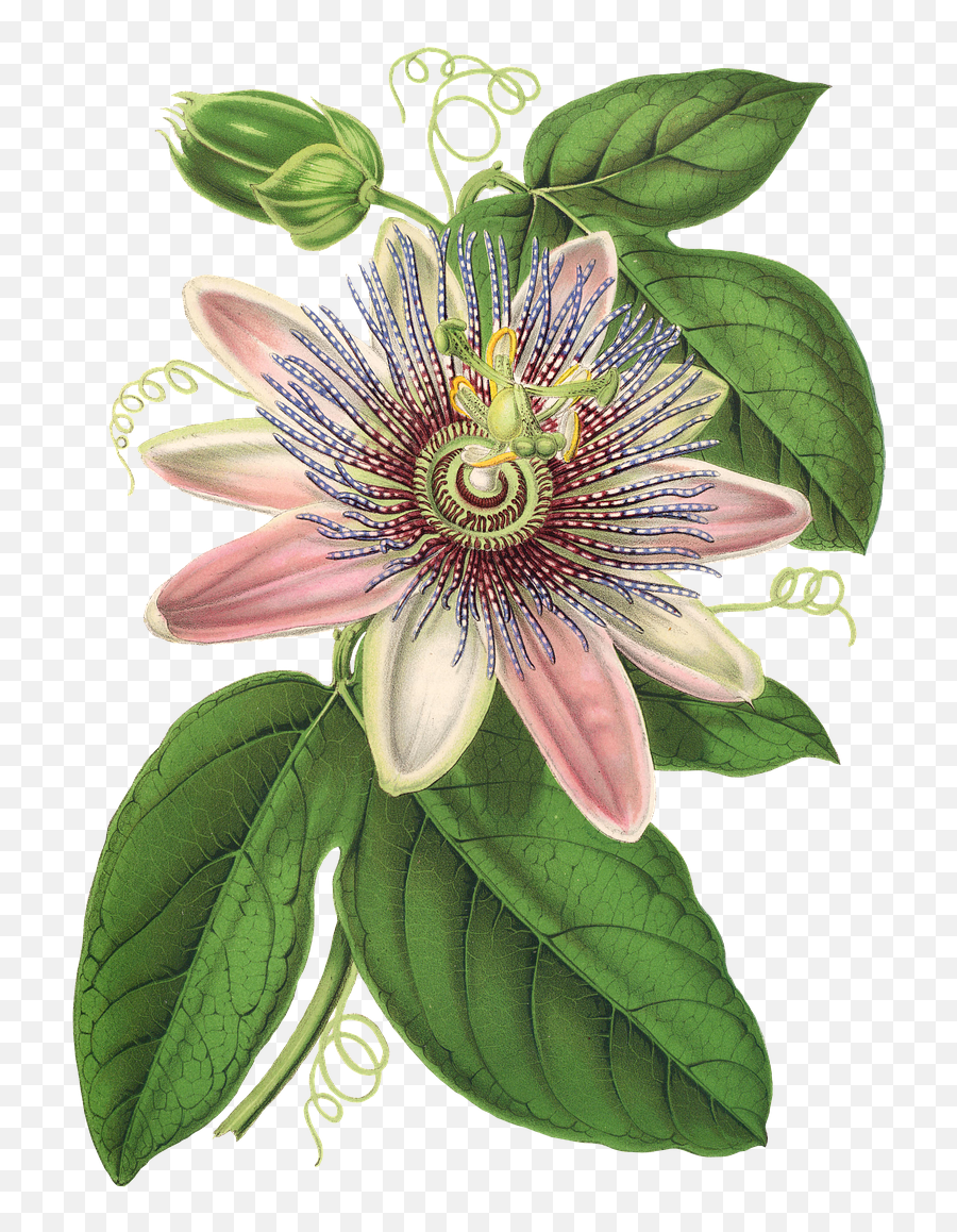 Download Passion Flower Plant Blossom Bloom - Passion Flower Png,Passion Png