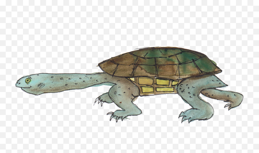 Download Hd Eastern Long - Necked Tortoise Eastern Long Eastern Turtle Png,Tortoise Png