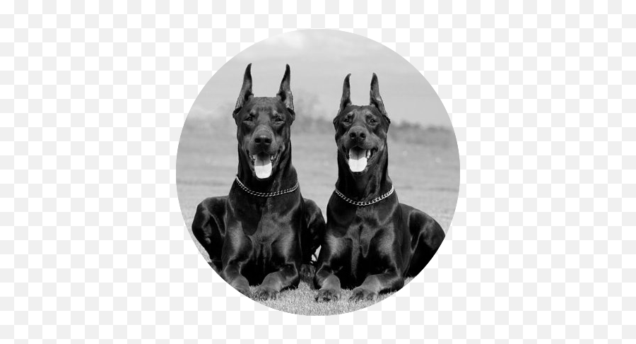 Big Dobermans Png Image - Doberman Pinscher Pair,Doberman Png