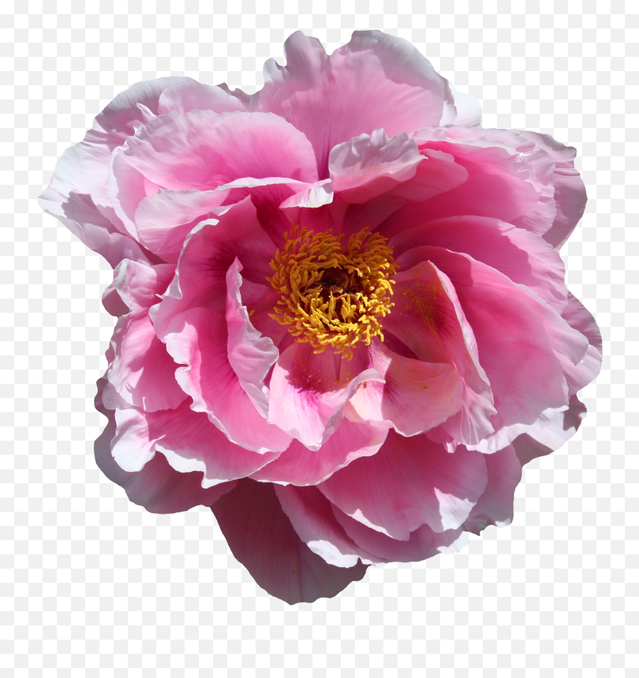 Rose Flower Png - Bunga Mawar Tanpa Background,Free Flower Png