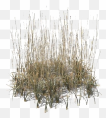 Beach Grass Png Transparent