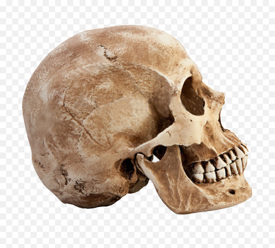 Skull Png Image - Side Of Skull Png,Skeleton Png Transparent