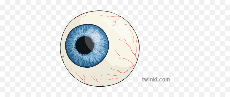 Eyeball Eye Vision Sight Organ Body Part Ks2 Illustration - Macro Photography Png,Eye Ball Png