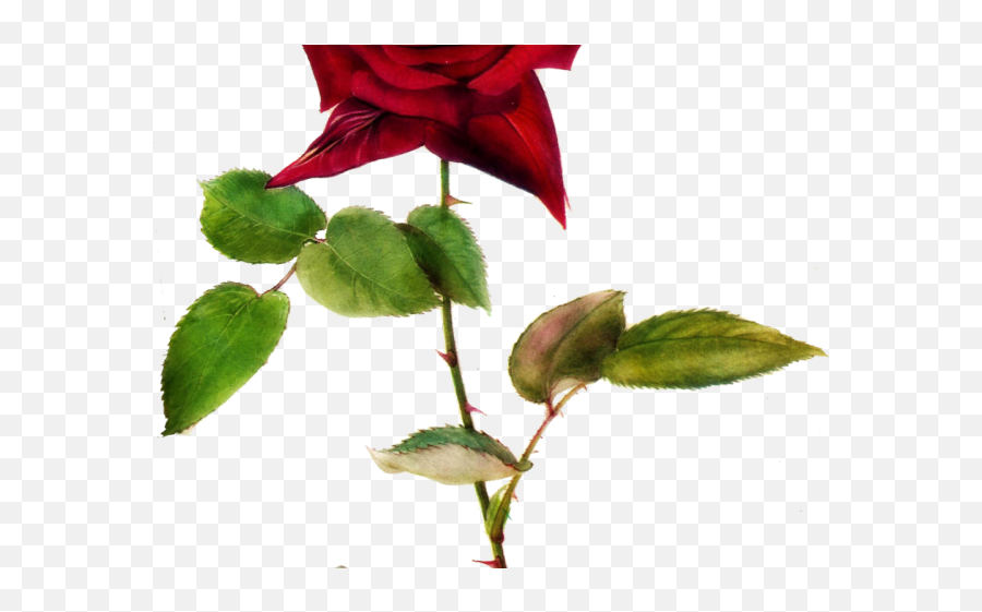 Vines Clipart Pink Rose - Rose With Thorns Transparent Png,Rose Vines Png