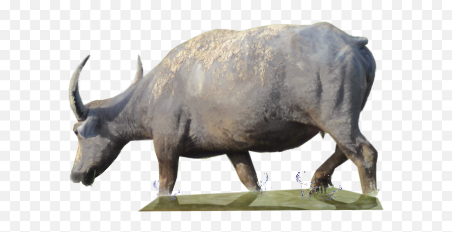 Download Buffalo Png Clipart