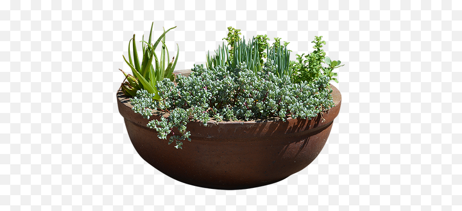 Ipomea Batatas In A Round Clay Pot - Plant Pot On A Transparent Background Png,Planter Png