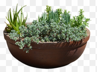 Ipomea Batatas In A Round Clay Pot - Plant Pot On A Transparent Background Png,Planter Png