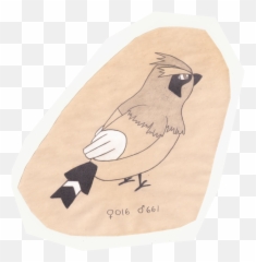 Pidgey Png - Waxwing,Pidgey Png