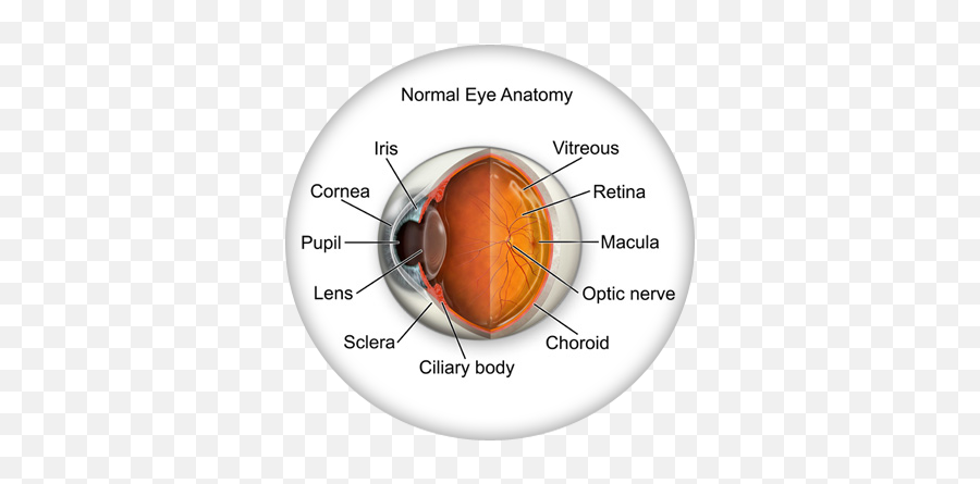 Eye Anatomy - Cataracts Of The Eye Png,Eyeball Transparent Background