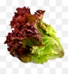 Red Leaf - Lettuce png