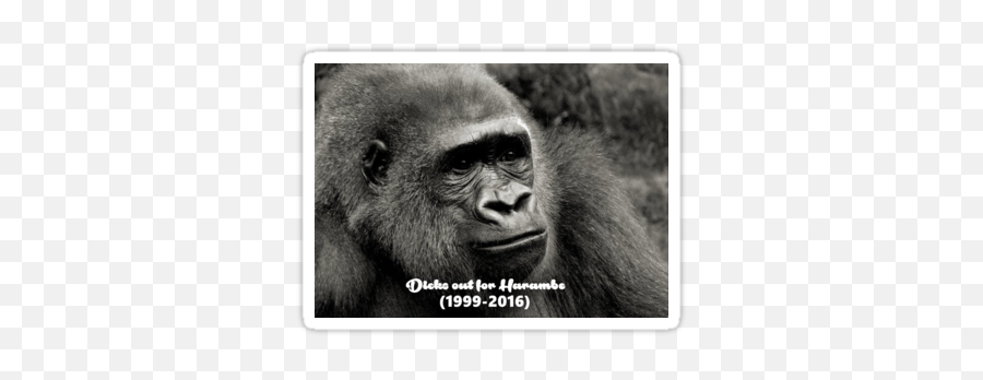 Out For Harambe - Picture Frame Png,Transparent Harambe
