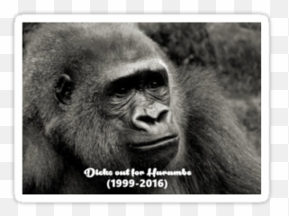 Out For Harambe - Picture Frame Png,Transparent Harambe