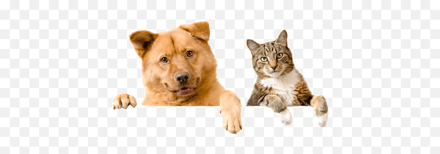 Dog Png No Background Transparent Cat - Dogs With Paws Over,Transparent Cat