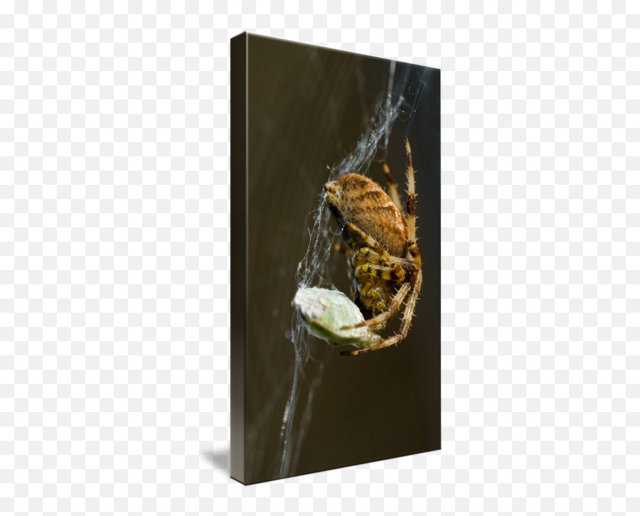 Eurporean Garden Spider By Tony Dodd - Spider Web Png,Hanging Spider Png