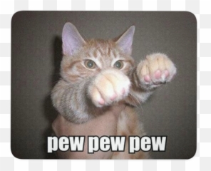When My Cat Assumes The Position She Punches Ipad Into - Cat Pew Pew Meme Png,Meme Glasses Transparent