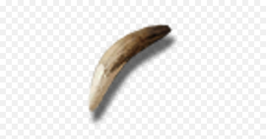 Elder Wolf Fang - Official Pillars Of Eternity Wiki Solid Png,Furry Wolf Icon