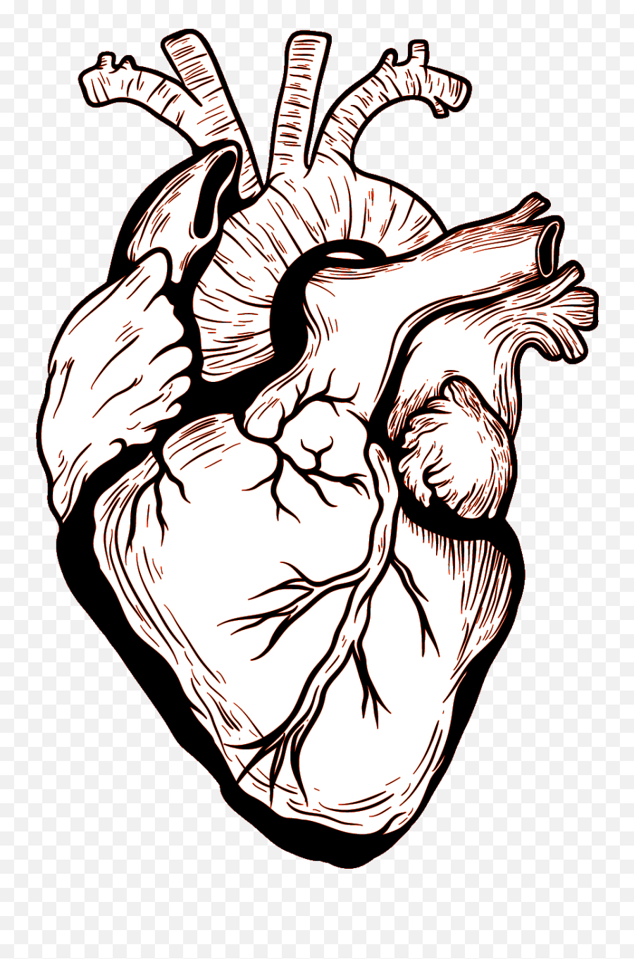 Human Body Drawing - Black And White Heart Drawing Png,Anatomical Heart Png