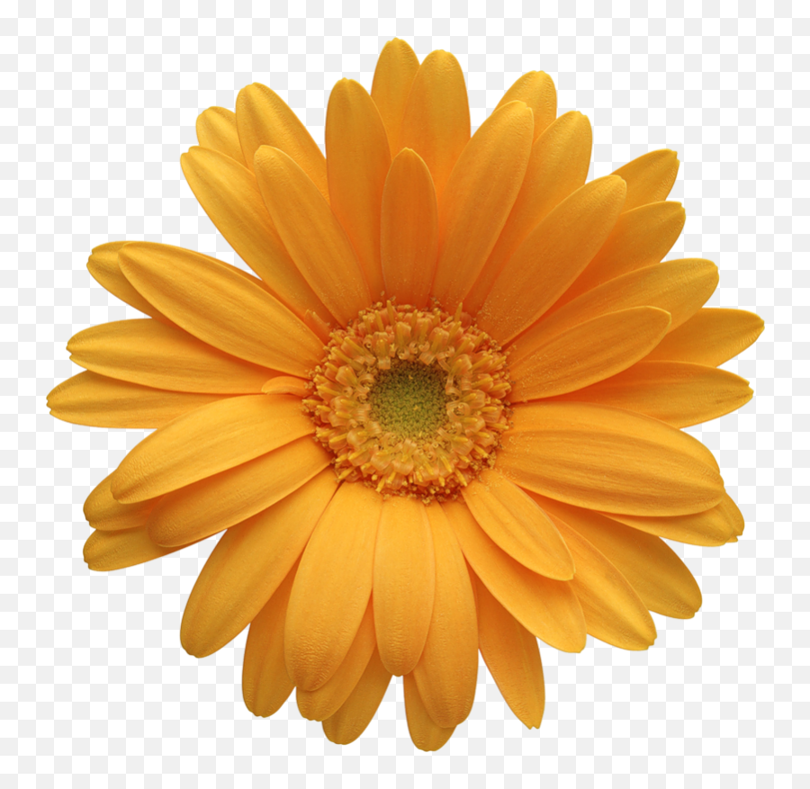 Daisy Flower Image Freeuse Stock Png - Gerbera Daisy Flowers Png,Daisy Png