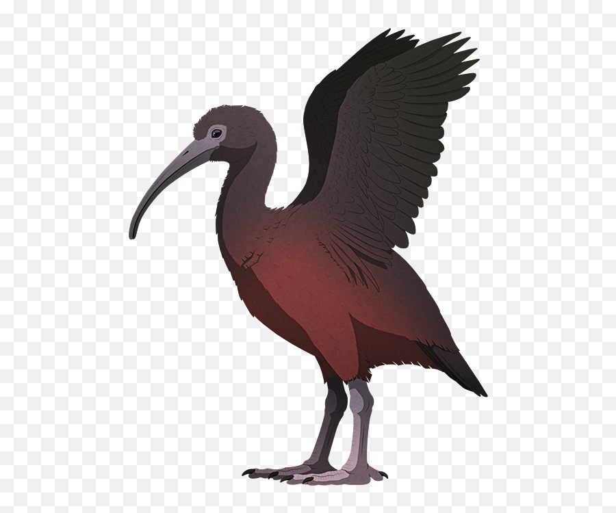 Holocene Extinction U2013 Nix Illustration - Jamaican Ibis Png,St Phanourios Icon