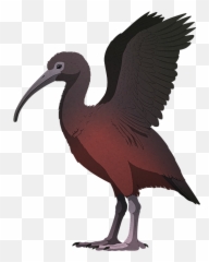 Holocene Extinction U2013 Nix Illustration - Jamaican Ibis png