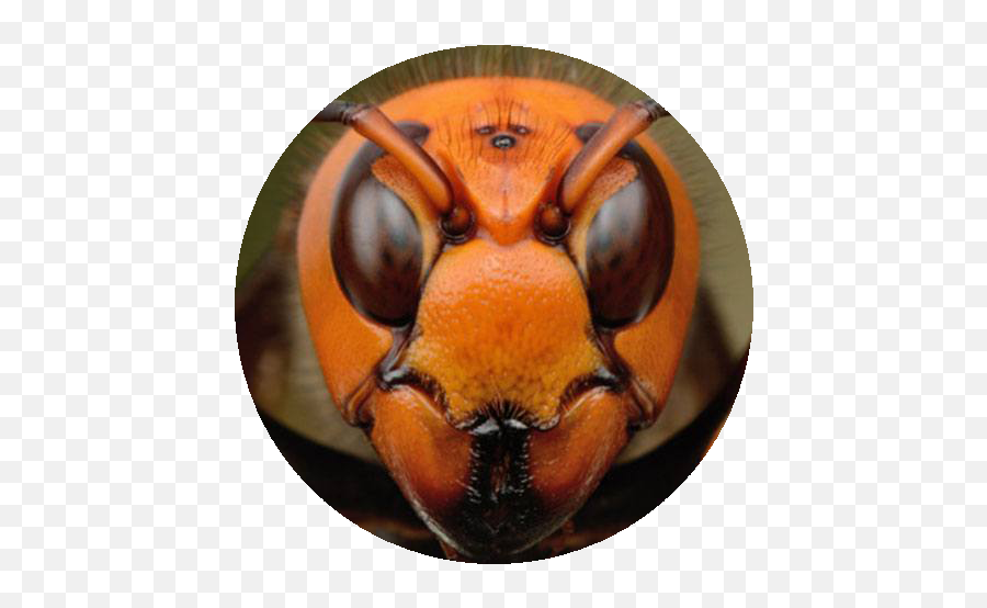 Gamesphere - Giant Asian Hornet Face Png,Facebook Like Masterbation Icon