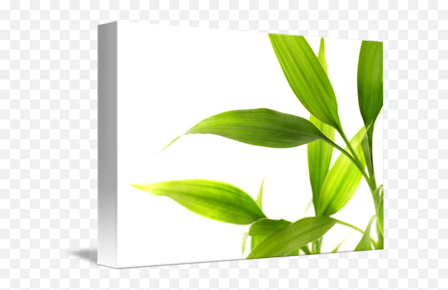 Bamboo Leaves Isolated By - Leaf Png,Bamboo Leaves Png