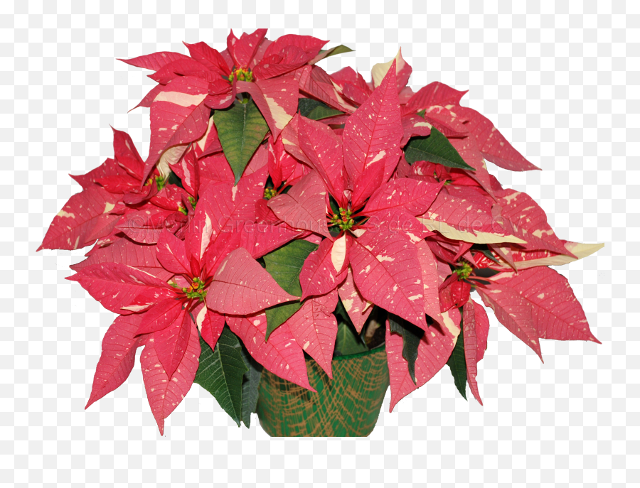 Poinsettia Transparent Cartoon - Jingfm Png,Poinsettia Png