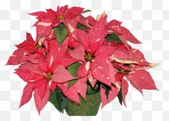 Poinsettia Transparent Cartoon - Jingfm Png,Poinsettia Png