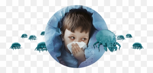 Your Child Is Allergic To Dust Mites Exaller - Palette png