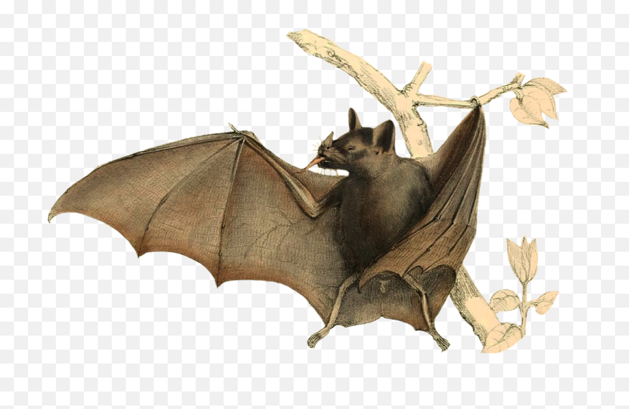 Bat Clipart - Folded Bat Wings Drawing Png,Creepy Tree Png