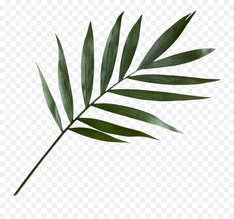 Green Palm Leaf Png - Palm Leaf Png,Palm Png