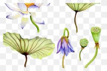 Water Lilies Png - Water Lilies Botanical Drawings Scientific Lotus Botanical Illustration,Lilies Png