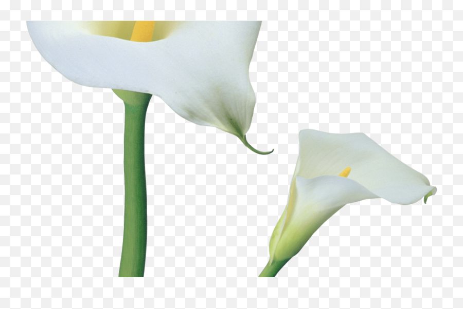 Transparent Calla Lilies Flowers Png Clipart Gallery - Full Transparent Background Calla Lily Png,White Flowers Png