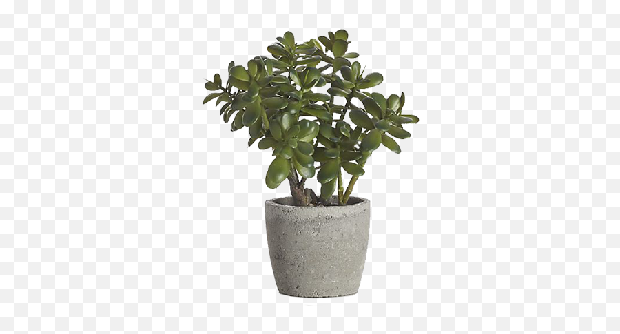 Download Potted Jade Plant Png Image With No Background - Transparent Desk Plant Png,Plant Transparent