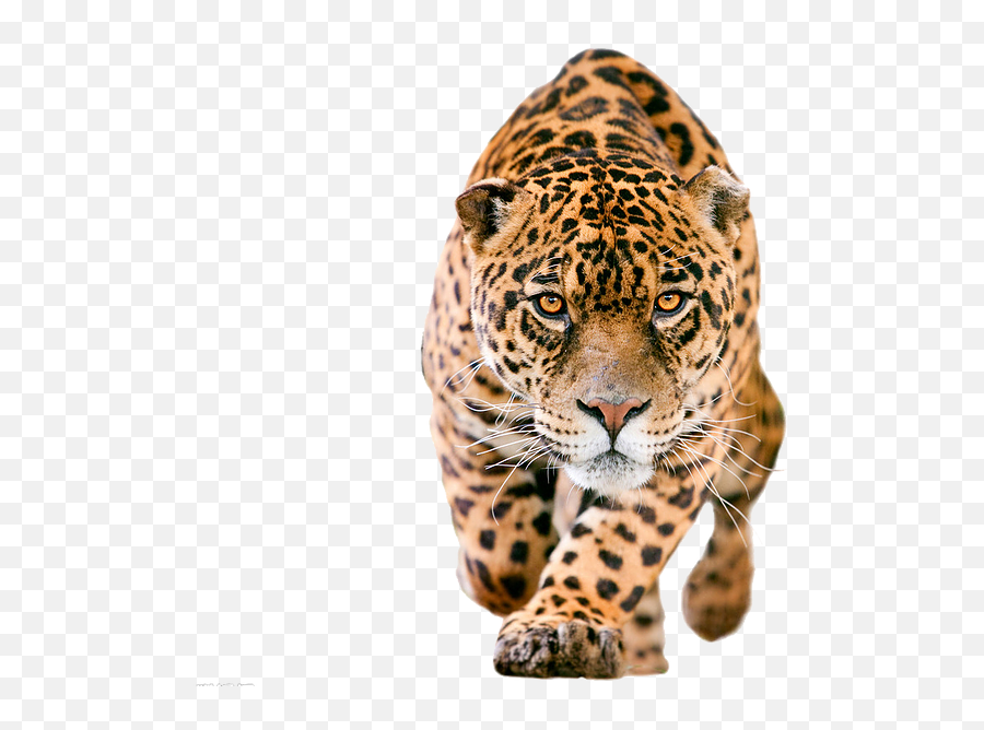 Download Hd Cheetah Png - Jaguar Png Transparent Png Image Jaguar Png,Cheetah Png
