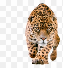 Download Hd Cheetah Png - Jaguar Png Transparent Png Image Jaguar Png,Cheetah Png