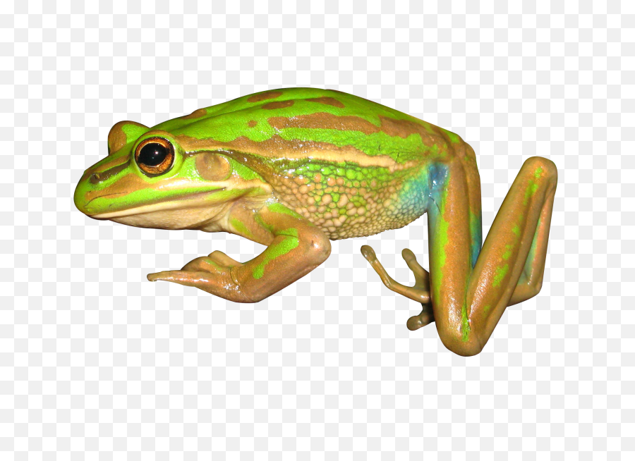 Download Png Image Report - Bronze Frog Transparent Bronze Frog,Frog Clipart Png
