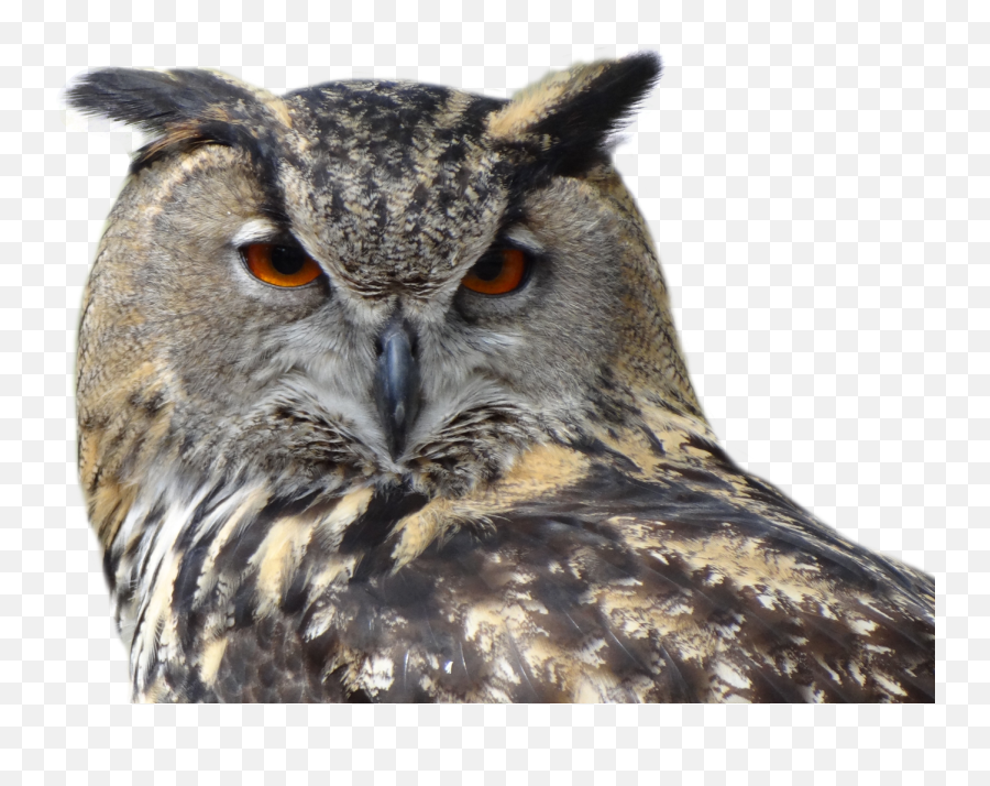 Owls Png Clipart - Transparent Background Owl Png,Owl Transparent Background