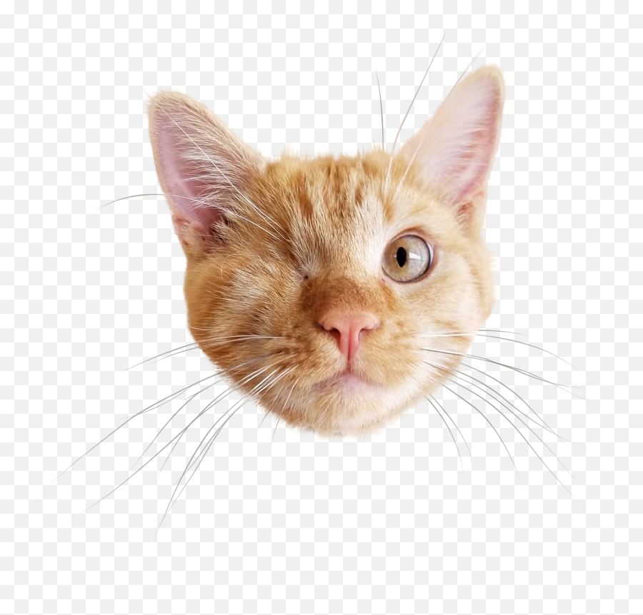 Crop This So It Is Just His Face - Transparent Cat Face Png,Cat Face Transparent Background